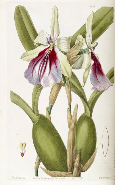 Miltonia spectabilis - Miss Drake